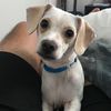 Brody 