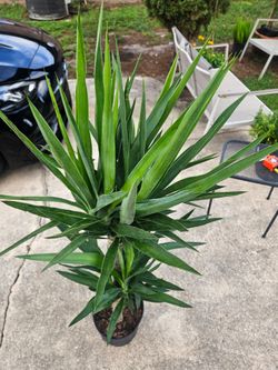 Yucca plant over 5 feet tall