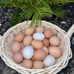 Chicken Eggs Organic