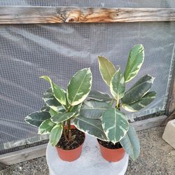 Tineke Rubber Plant 6" Pot  $5 Each