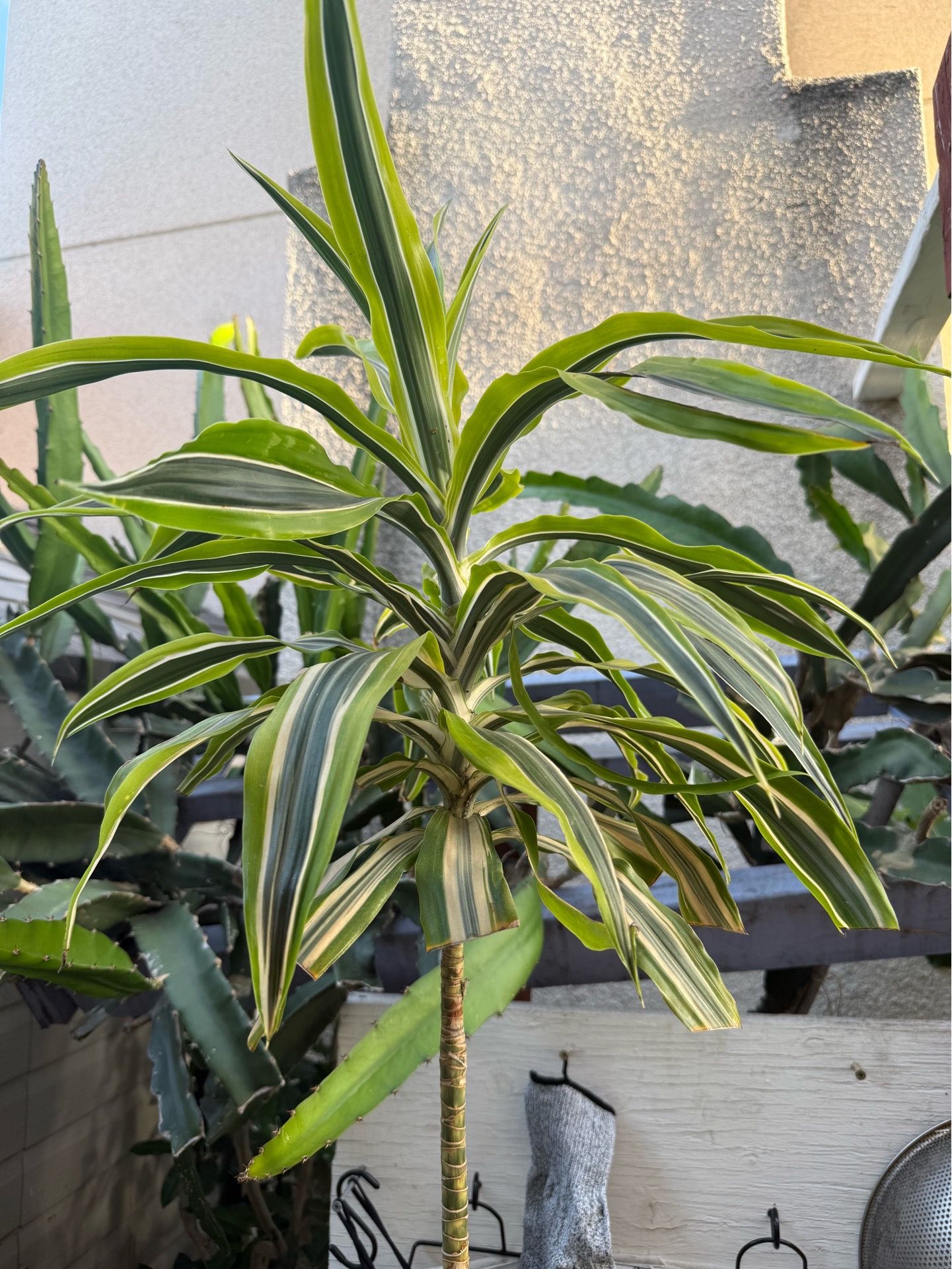 Plant