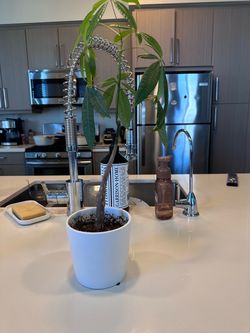 Live Money Tree Plant in White Pot