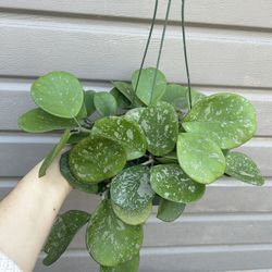 6” Hoya Obovata Súper Splash