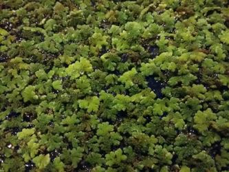 Azolla and red root floaters