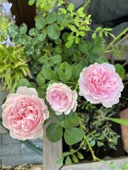 English Rose Eustacia Vye