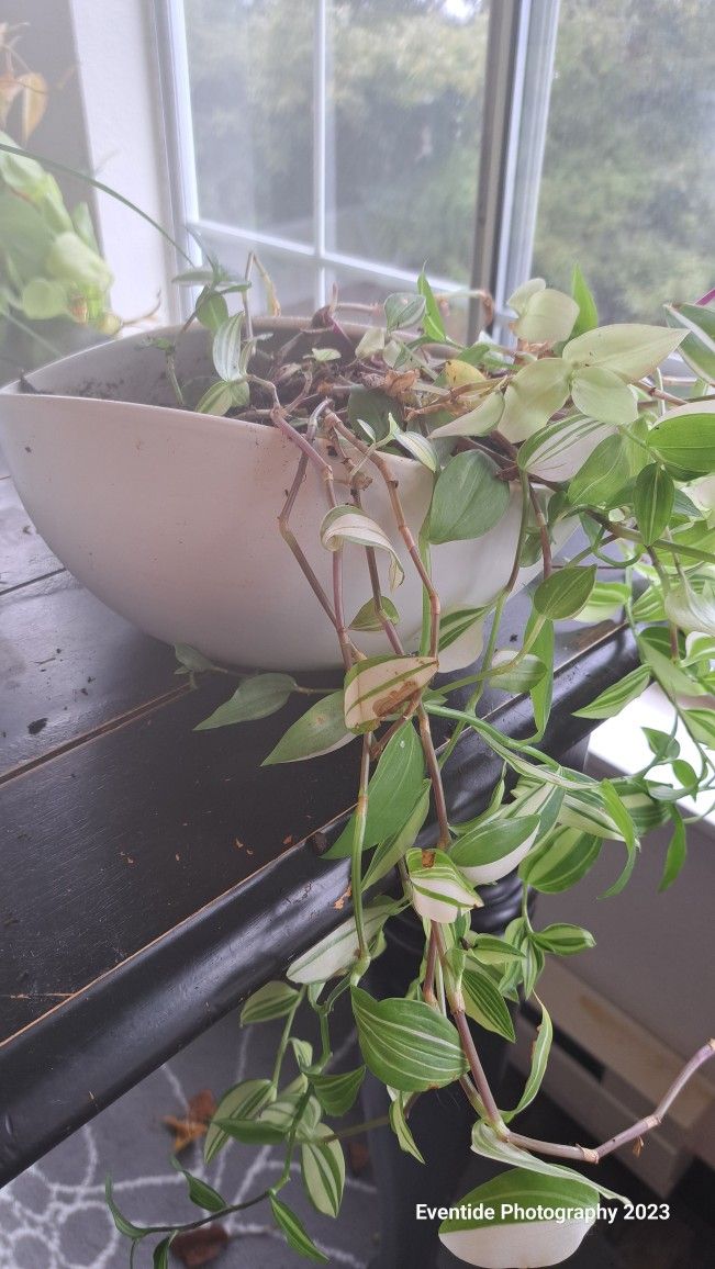 Plant In White Planter