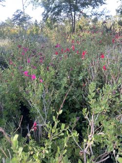 Salvia Red Hot Lips 