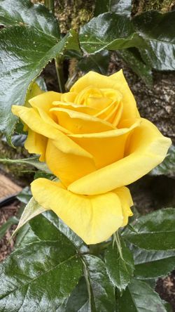 Rare florist cutting rose, Brighton Rose