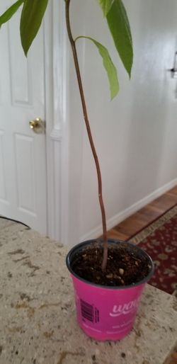 avocado plant