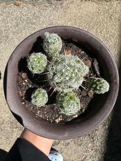 Cactus