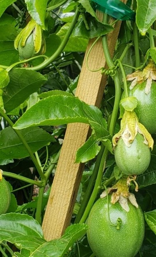 Passion Fruit Tree