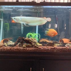  Aquarium 65 Gallon with Cabinet