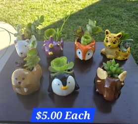 Mini Ceramic Animal Planters with Live Succulents 