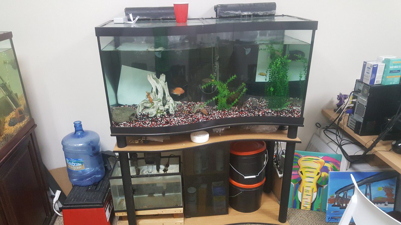 90 gal CURVED Aquarium Fish Tank - Complete