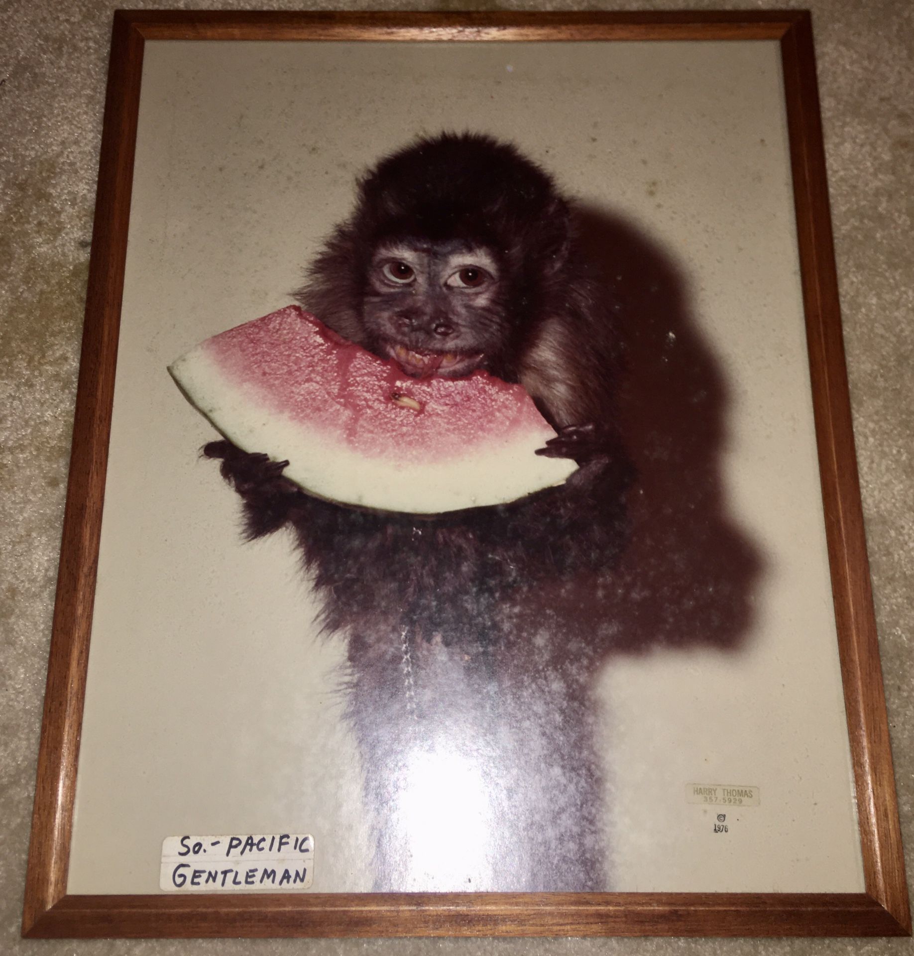 Vintage photo of a Monkey taken in the South Pacific