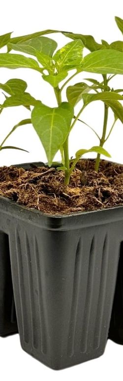 Chili plants