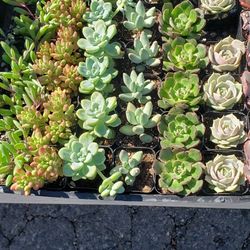 Succulents And Cacti 