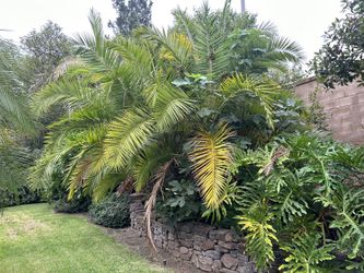 House Yard Gardener👷🏾