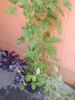 Suculenta Con Planta De Mosquito 