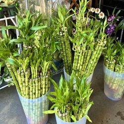 Lucky Bamboo Plants Shop Tiệm cây phát tài