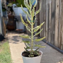  Kalanchoe Plant  