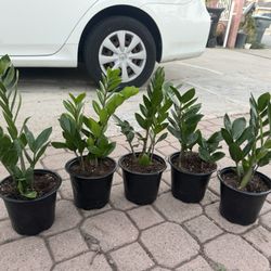 Zz Plant 15$ Each