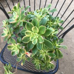 Succulents In Ceramic Pot