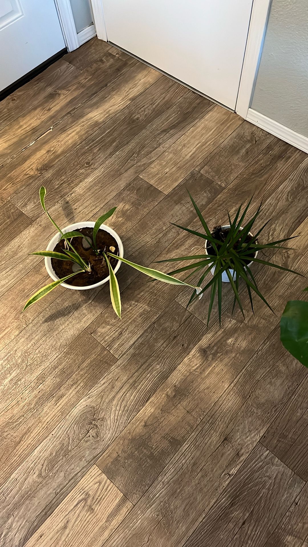 House Plants