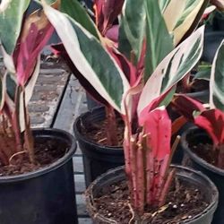 Stromanthe Plants 