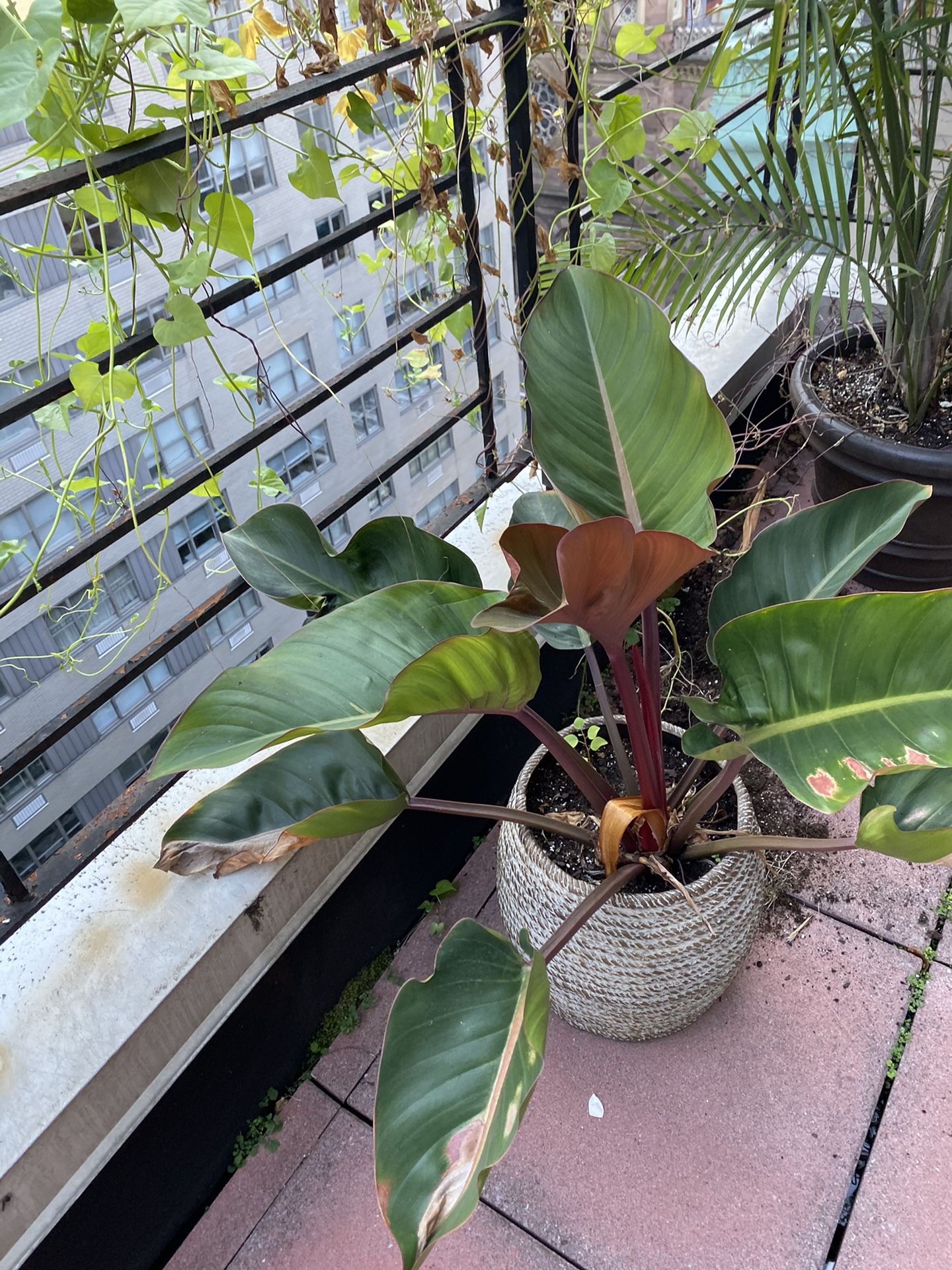 Tropical plant in pot