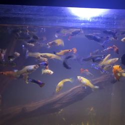 Fish