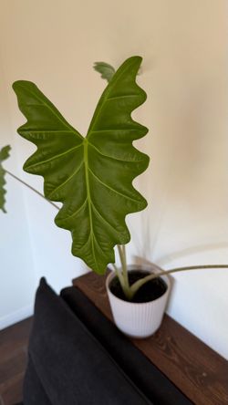 Plant
