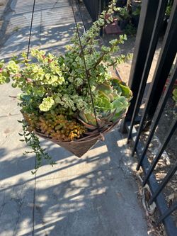 Succulent hanging basket