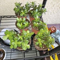 Succulent Cuttings Potted