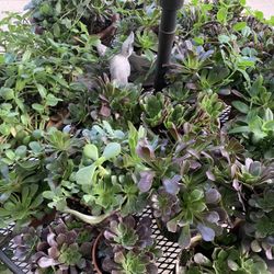 Plants For Sale 