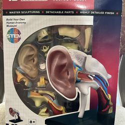 4D Human Ear Anatomy Model Skeleton Aid Puzzle Assembling Toy Medical Teaching