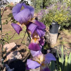 Bearded Iris – Freshly Divided / Ready to Plant