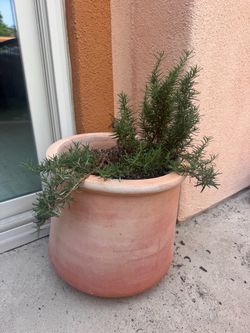 15 or 16” terracotta pot planter with rosemary