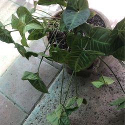 Planta