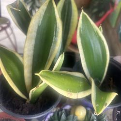 Sansevieria Jade Pagoda Hahnii in 4"pot