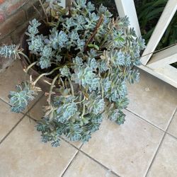 Succulent Cuttings Free