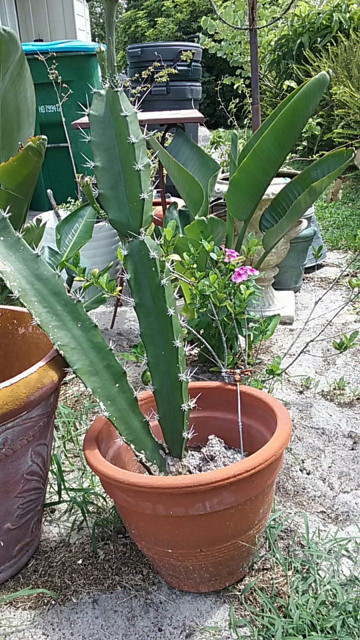 Large flowering cactus in Clay Pot like new