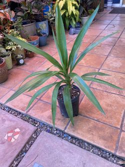 Yucca Tree 1 Gallon 19 H