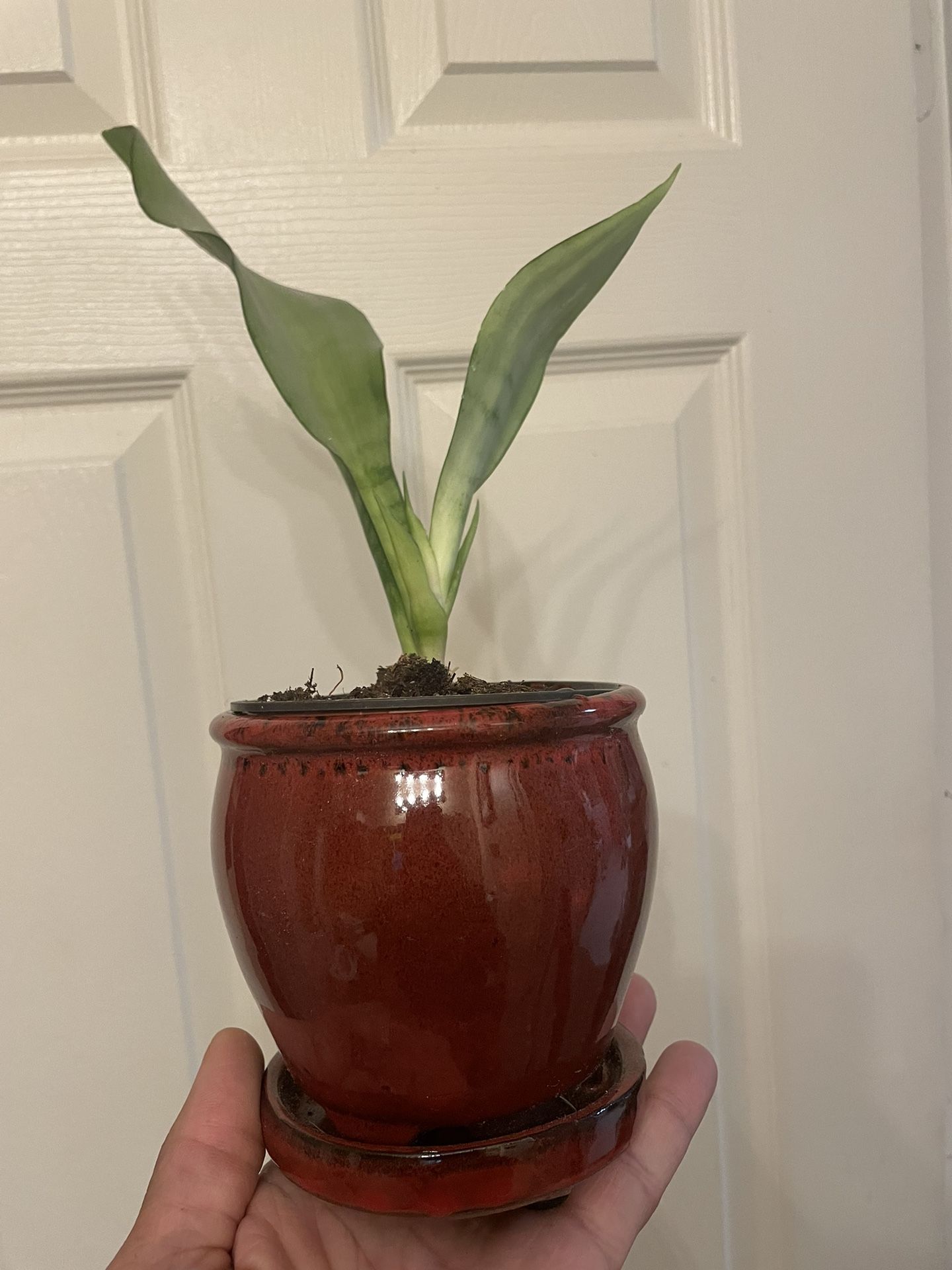 Moonlight Sansevieria | Light Green Snake Plant | Low Light | Drought Hardy | Low Maintenance
