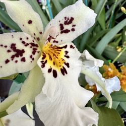Big Flower Rare Orchid Lan Vu Nu Bon To