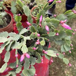 Cactus De Accion De Gracias 