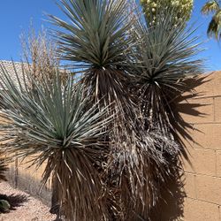 Yucca Tree 