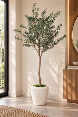 High-end 8.5 Ft Olive Tree In Round Tapered Pot With Green Moss