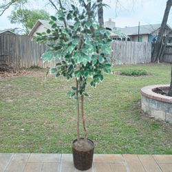 6 Ft. Tall..... Gorgeous 😍.... Artificial Plant ☘️