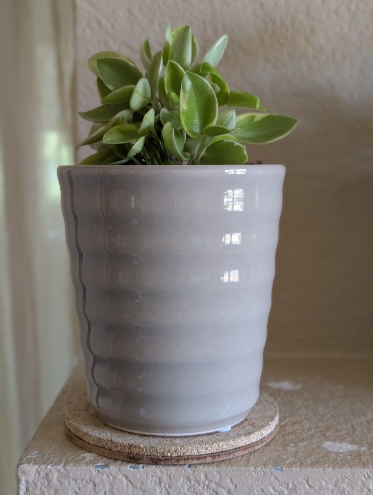 Healthy Beautiful Indoor Plant ( Peperomia)